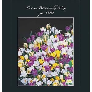 Baltus Crocus Botanisch Mix bloembollen per 500 stuks